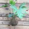 MOS-Mossball-philodendron_selloum