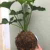 MOS-Mossball-philodendron_selloum_2