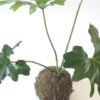 MOS-Mossball-philodendron_selloum_3